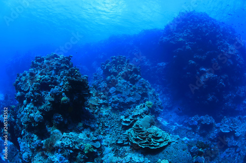 Fototapeta Naklejka Na Ścianę i Meble -  Beautiful coral scenery underwater in the Bougainville reef