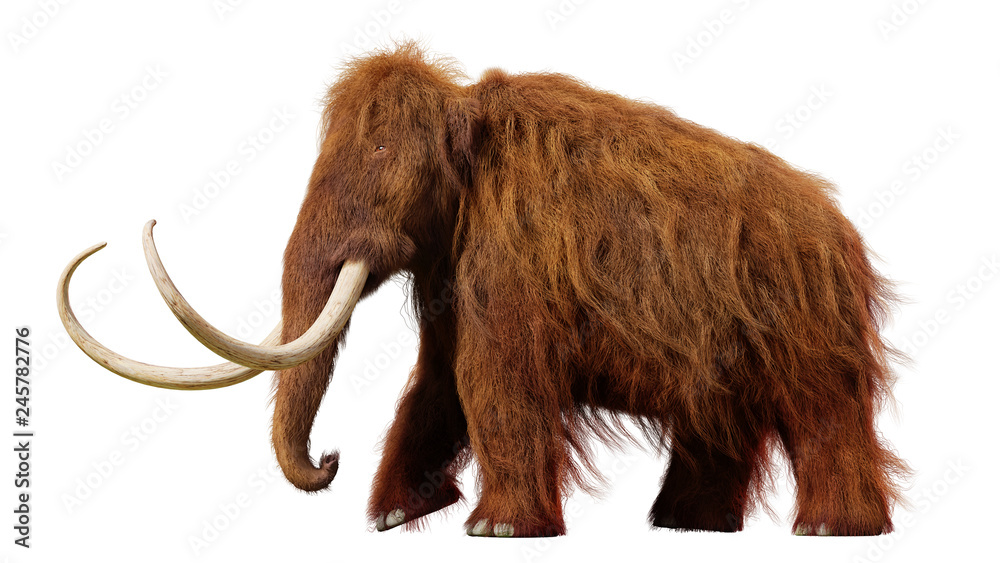 Fototapeta premium mamut włochaty, chodzenie prehistoryczne zwierzę na białym tle (ilustracja 3d)