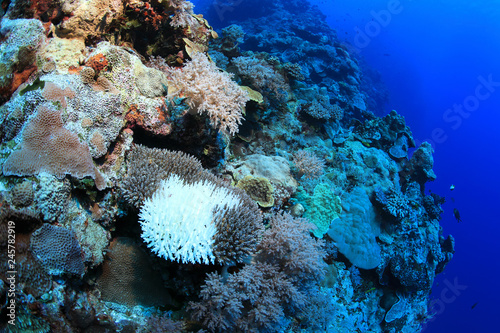 Fototapeta Naklejka Na Ścianę i Meble -  Bleached coral underwater in the Great Barrier Reef