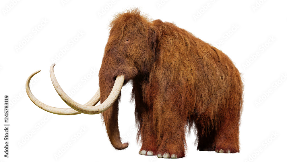 Obraz premium mamut włochaty, prehistoryczny ssak na białym tle (ilustracja 3d)