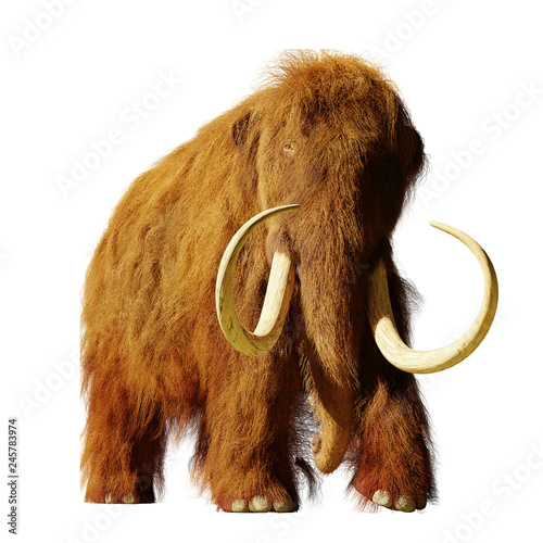 Obraz na plátně woolly mammoth, extinct prehistoric elephant species isolated on white backgroun