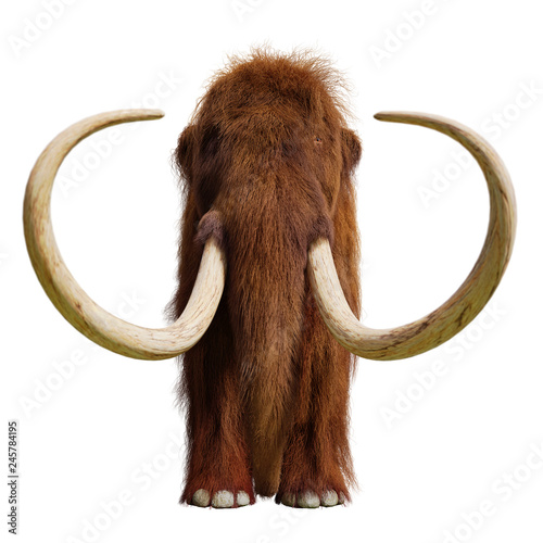 woolly mammoth, extinct prehistoric elephant species isolated on white background, front view