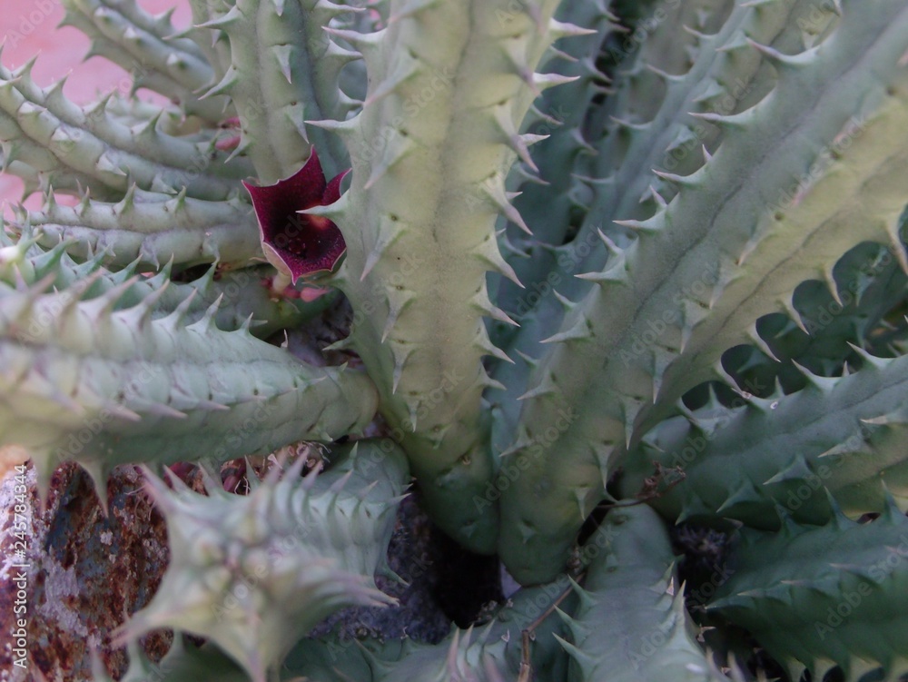 Obraz premium APDSC DIGITAL CAMERA Suculentas