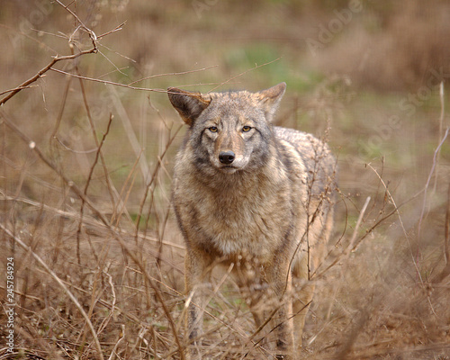 GREY WOLF