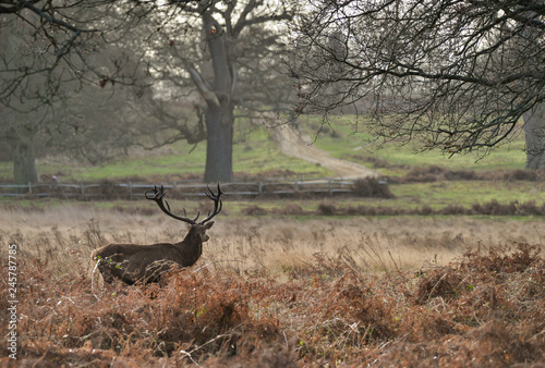 Beautiful red deer stag Cervus Elaphus with majestic antelrs in Autumn Fall froest landscape