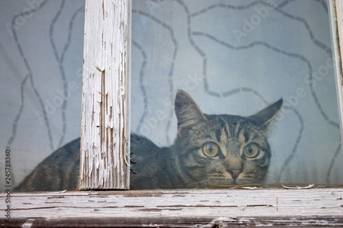 A striped, tabby cat sitting behind a window with old white wooden frame with peeling paint © ReaLiia