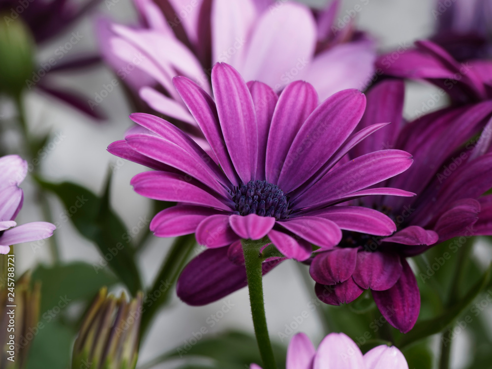 Dimorphotheca ecklonis - Cape marguerite or african daisy with a dark blue center and purple pink petals Dimorphotheca ecklonis - Cape marguerite or african daisy with a dark blue center and purple pink petals