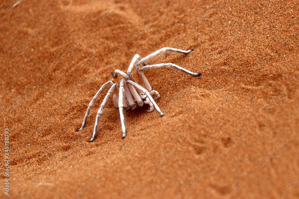 dancing white lady spider - Namibia Africa dancing white lady spider - Namibia Africa