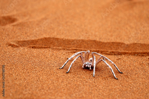 dancing white lady spider - Namibia Africa photo