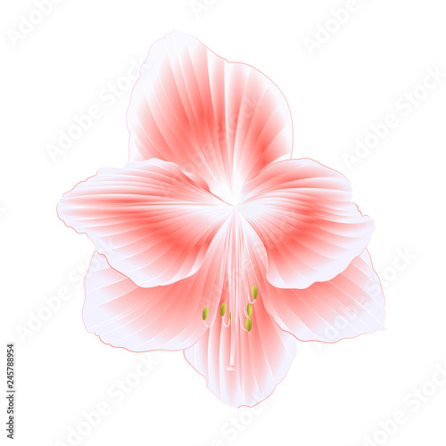 Elegant blooming  Amaryllis pink flower on a white background detailed natural drawing of gorgeous cultivated flowering garden plant vintage vector illustration editable hand draw
