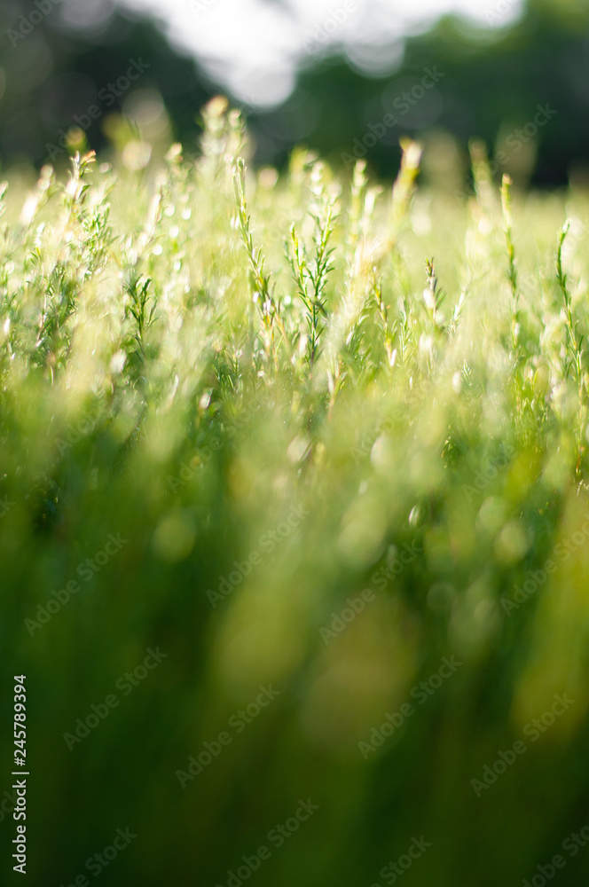 Textures in grass.