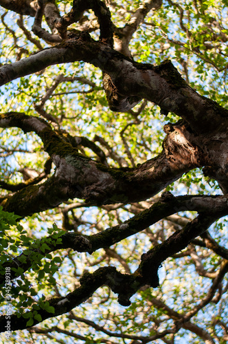 Milkwood trees creating lovely shade.