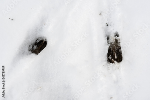 Fototapeta Naklejka Na Ścianę i Meble -  Whitetail deer tracks in snow