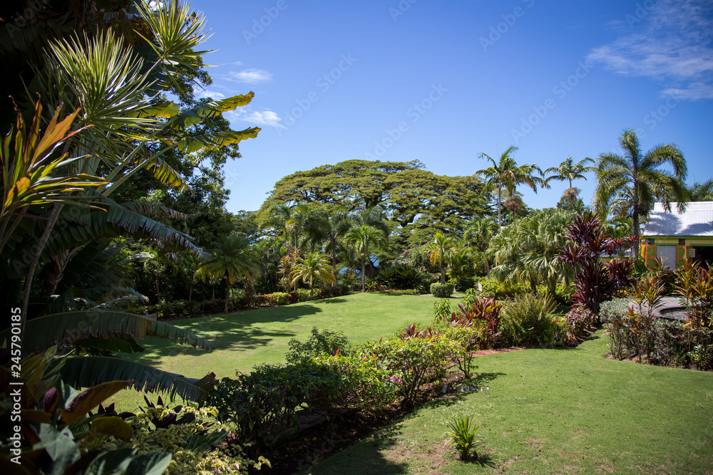 Enjoying a stroll around Romney Manor in St. Kitts Enjoying a stroll around Romney Manor in St. Kitts