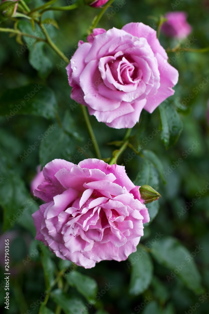 Wild rose blooming flower with green leaf in the garden. Photo for wallpaper and greeting card