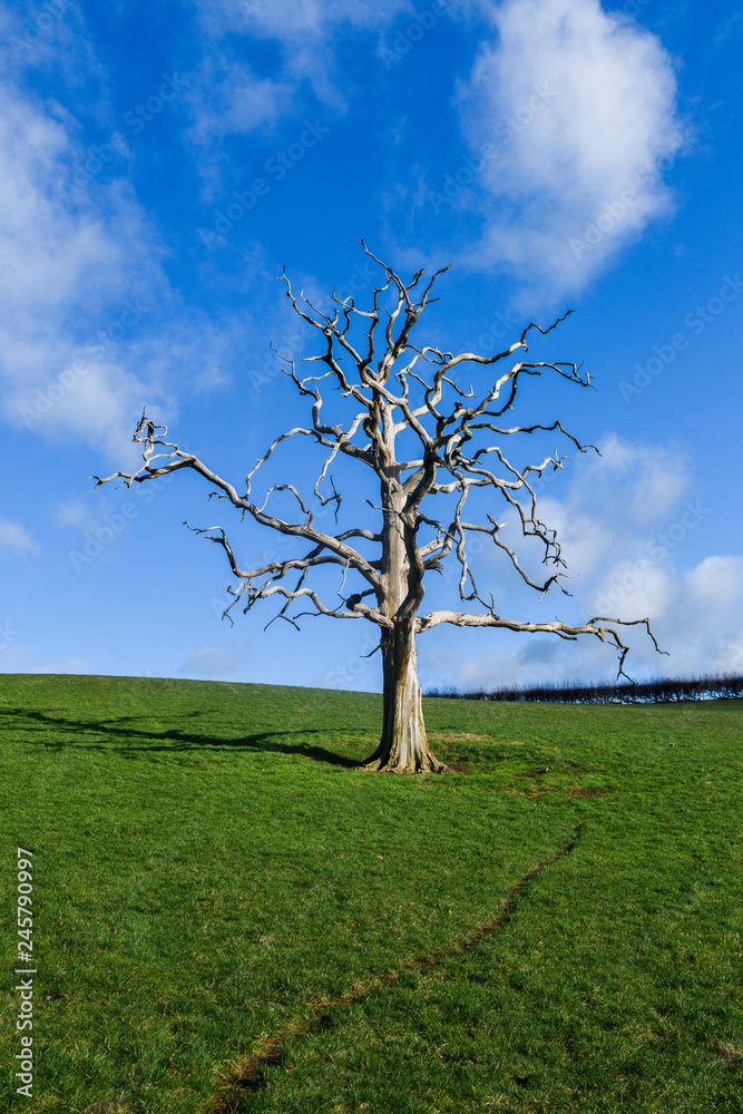 Dead Tree lightning strike in a field in Nottinghamshire . Dead Tree lightning strike in a field in Nottinghamshire .