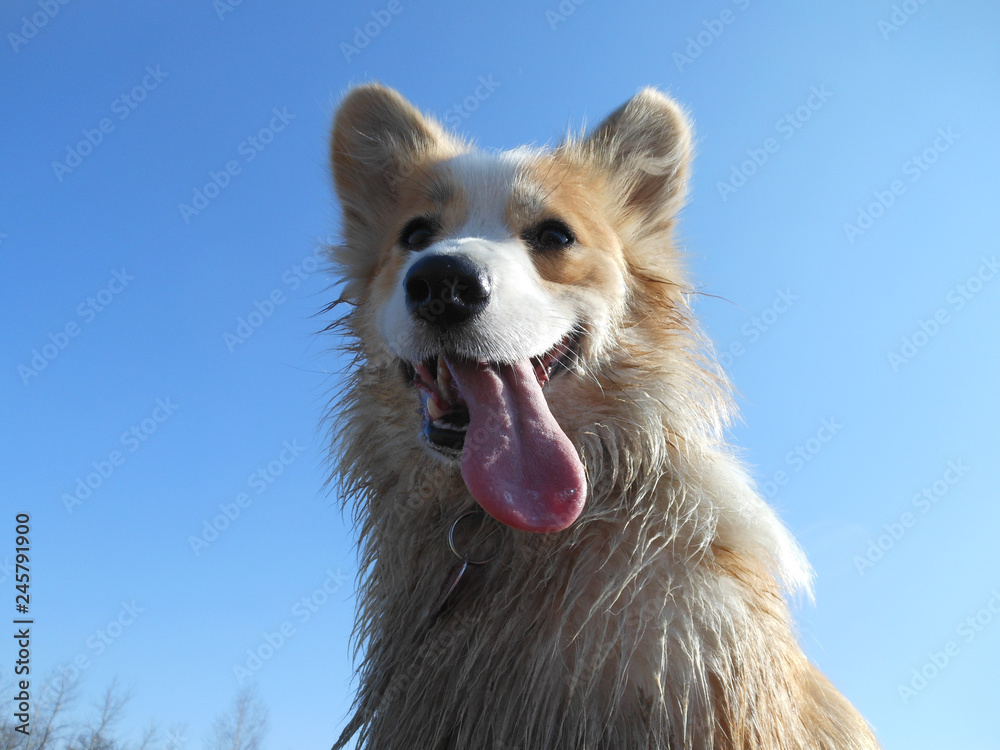 Happy and active Welsh Corgi dog in sunny summer day