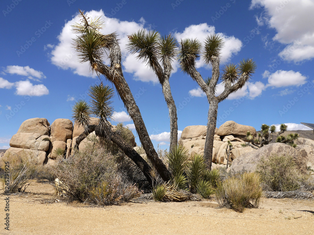 joshua tree national park california - USA America joshua tree national park california - USA America