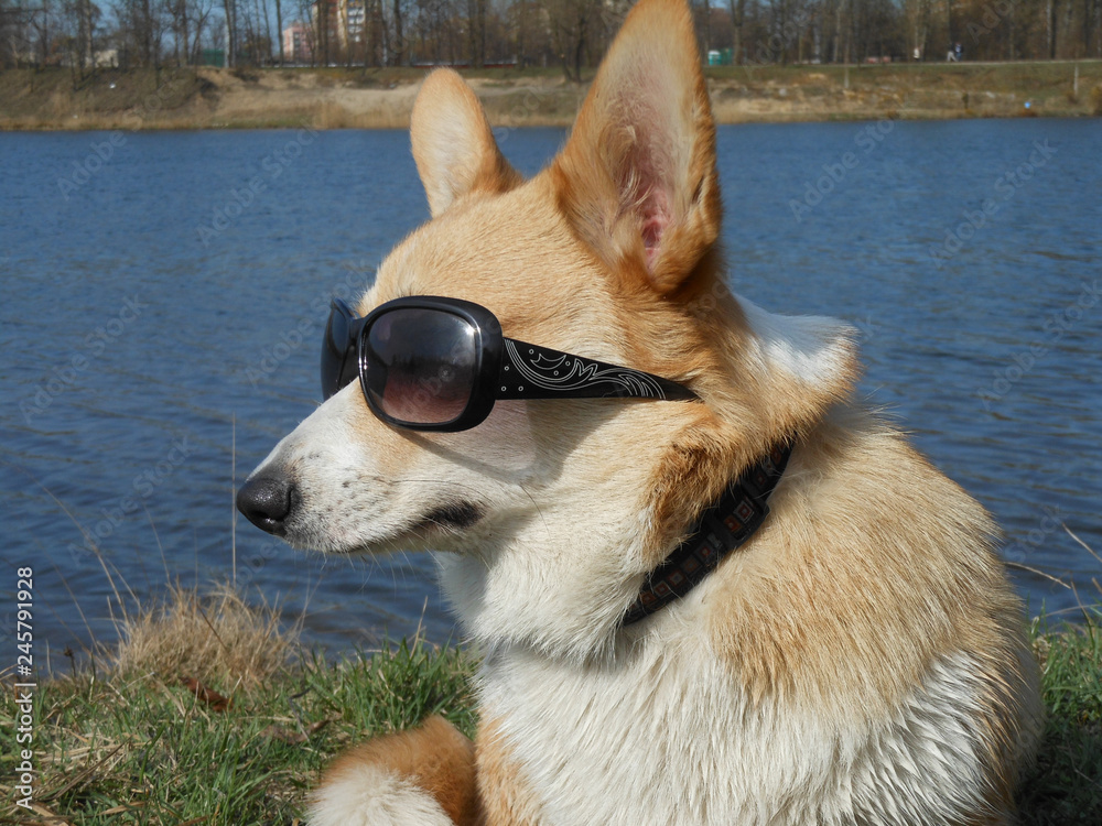 Corgi sunglasses hotsell