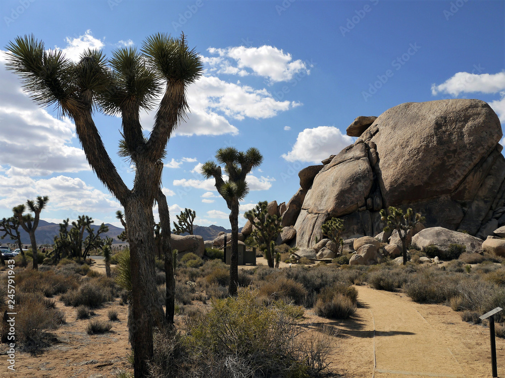 joshua tree national park california - USA America joshua tree national park california - USA America