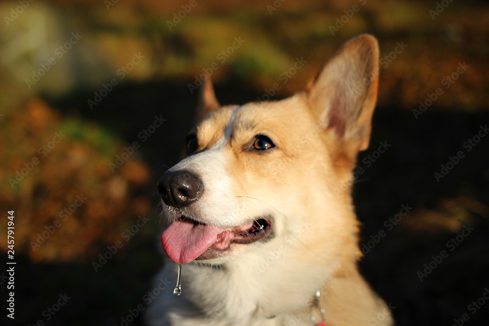 Happy and active Welsh Corgi dog in sunny summer day Happy and active Welsh Corgi dog in sunny summer day