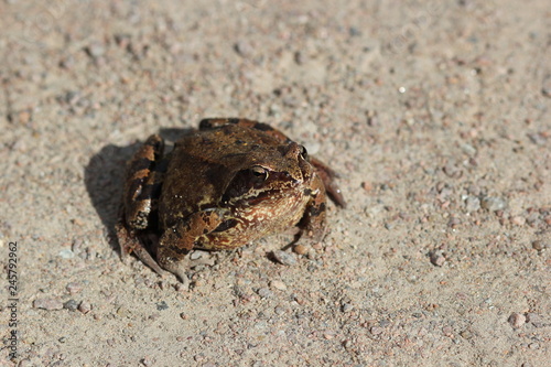 Frog basking in the sun