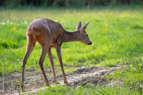 Fototapeta Naklejka Na Ścianę i Meble -  Roe deer, Capreolus capreolus. Wild roe deer in nature.