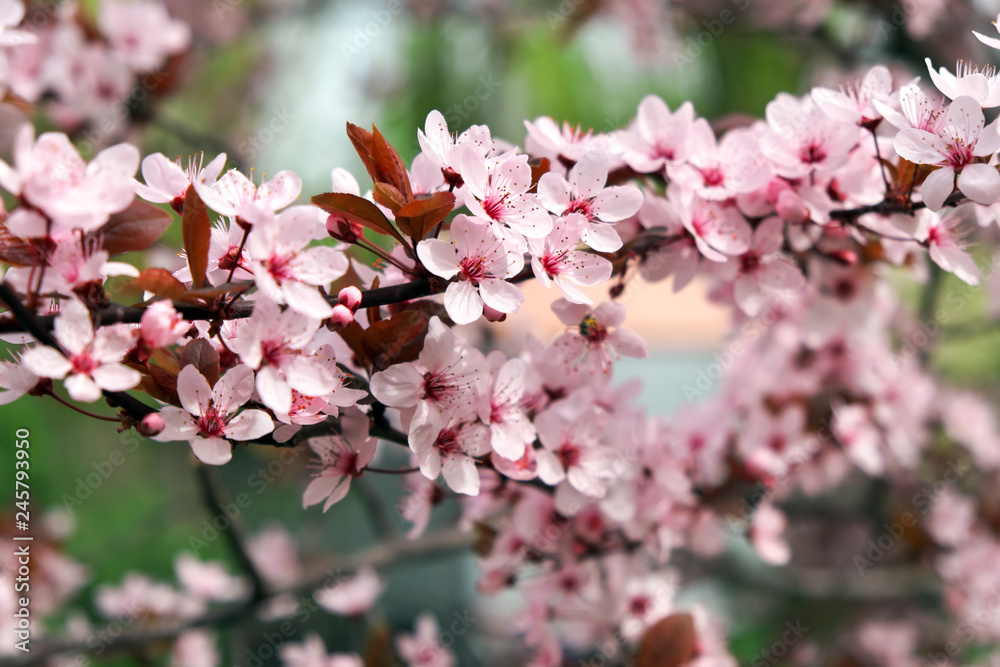 Obraz premium Pink flowers on a tree. Cherry blossom at the park. Spring sunny day