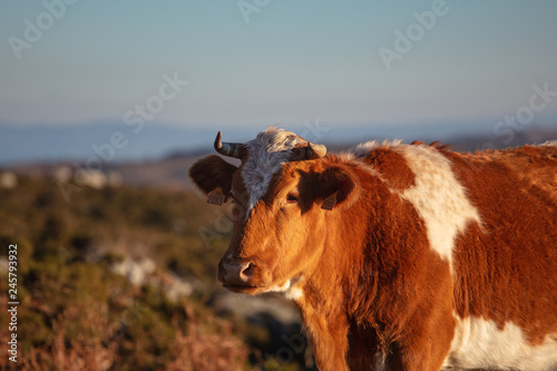 cow on pasture © D.G.Eirin