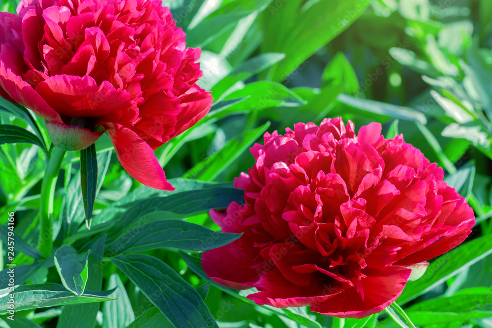 Pink peony blooming in the garden. Close up of summer flowers on natural background. Gorgeous peonies in summertime and sunny day Pink peony blooming in the garden. Close up of summer flowers on natural background. Gorgeous peonies in summertime and sunny day