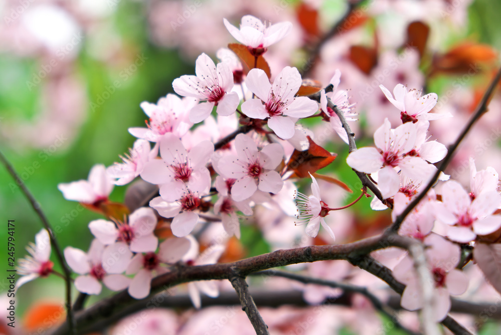 Obraz premium Pink flowers on a tree. Cherry blossom at the park. Spring sunny day