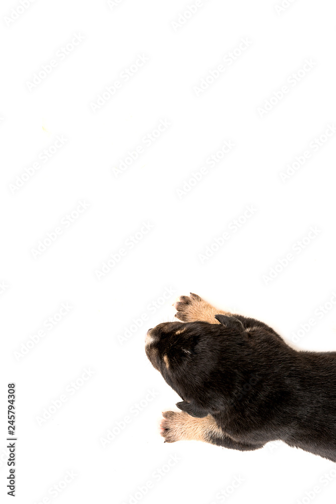 puppy isolated in white background puppy isolated in white background