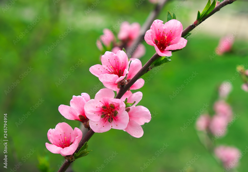 Fototapeta premium Pink flowers on a tree. Peach blossom at the park. Spring sunny day