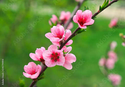 Pink flowers on a tree. Peach blossom at the park. Spring sunny day