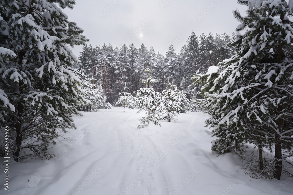 Serene winter landscape. Empty path in deep snow in coniferous forest in sullen day Serene winter landscape. Empty path in deep snow in coniferous forest in sullen day