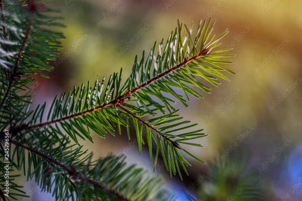 Coniferous tree with pine needles
