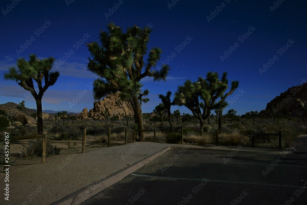 Fototapeta premium Joshua Tree National Park nighttime view