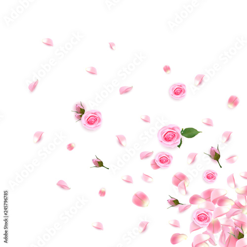 Background with realistic pink rose and rose petals. Pink rose petals isolated on white background