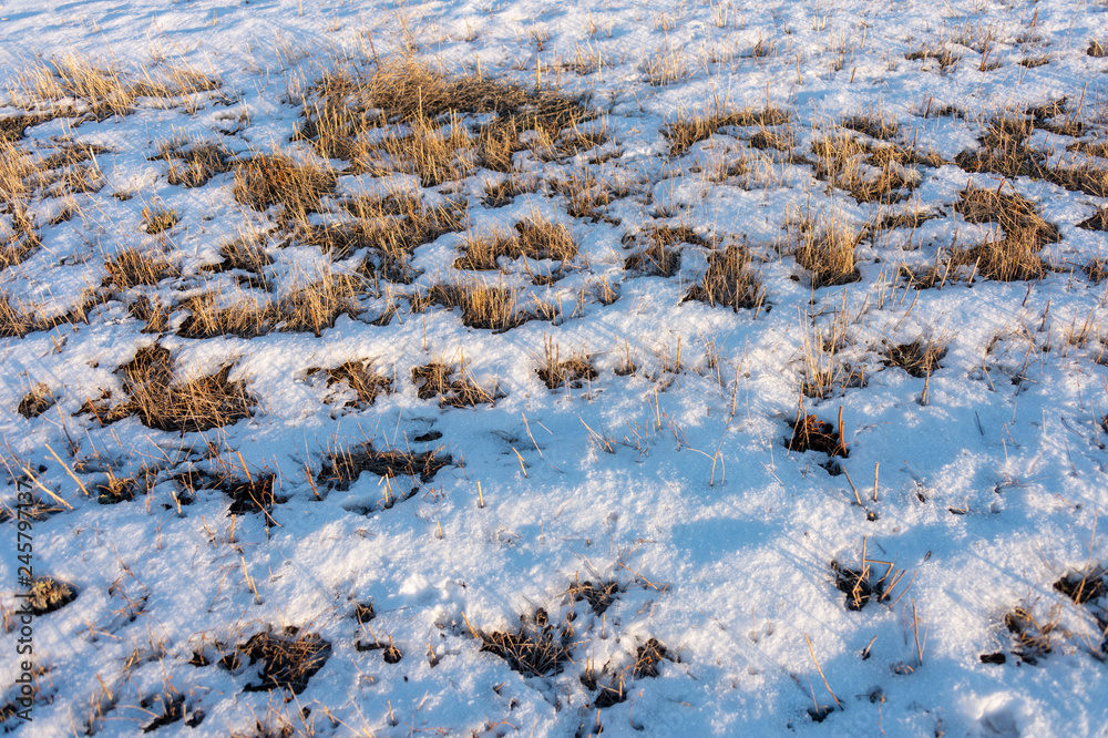 frozen wetland, winter field, a lot of snow fell after a snowstorm, cold weather, dry autumn, tall grass bends under the weight of snowdrifts, natural landscape, background texture frozen wetland, winter field, a lot of snow fell after a snowstorm, cold weather, dry autumn, tall grass bends under the weight of snowdrifts, natural landscape, background texture