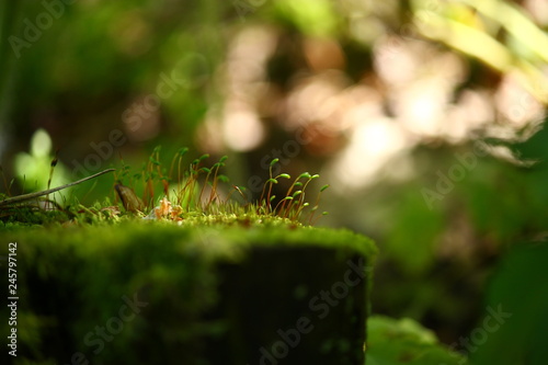 close up green moss © Ann