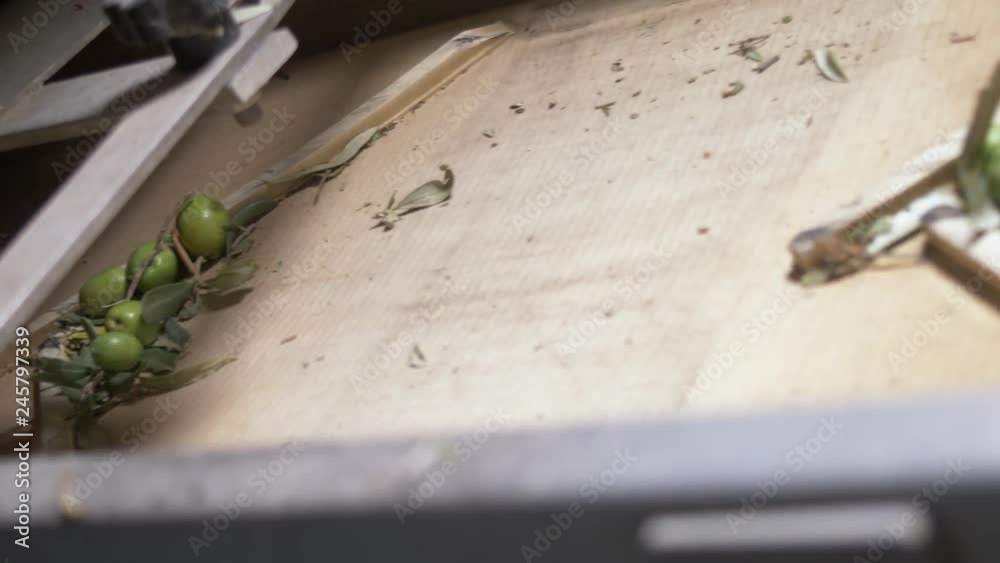 Production of extra virgin olive oil. Olives on the defoliator Production of extra virgin olive oil. Olives on the defoliator