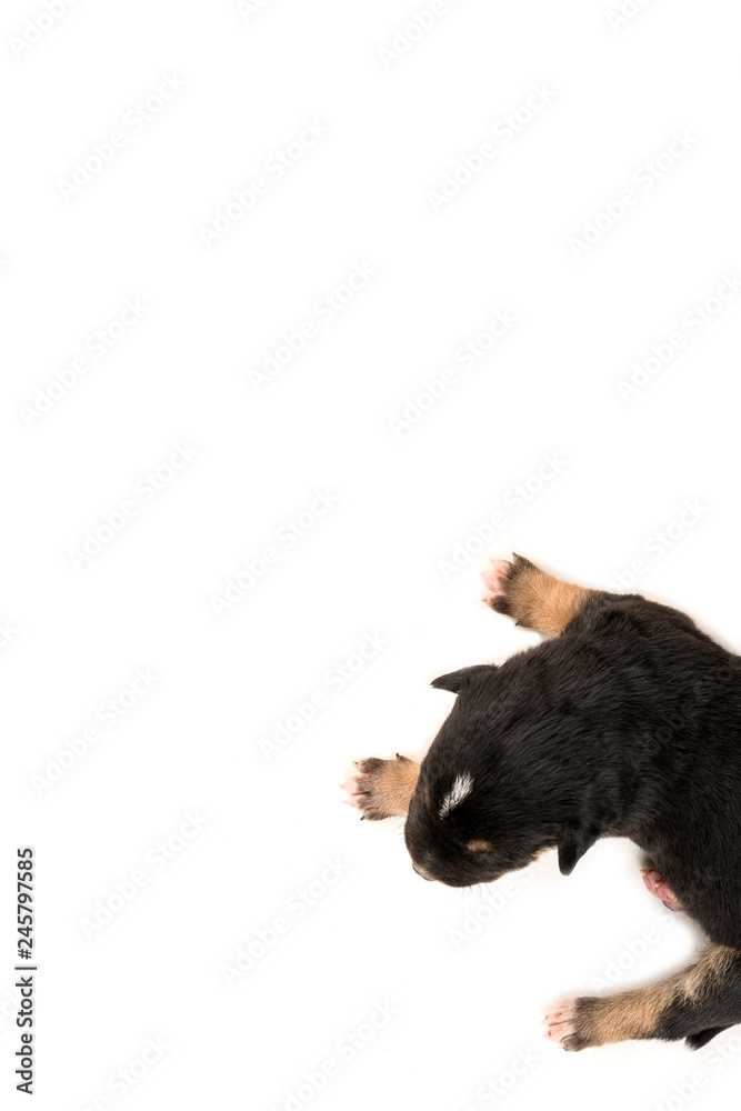 puppy isolated in white background