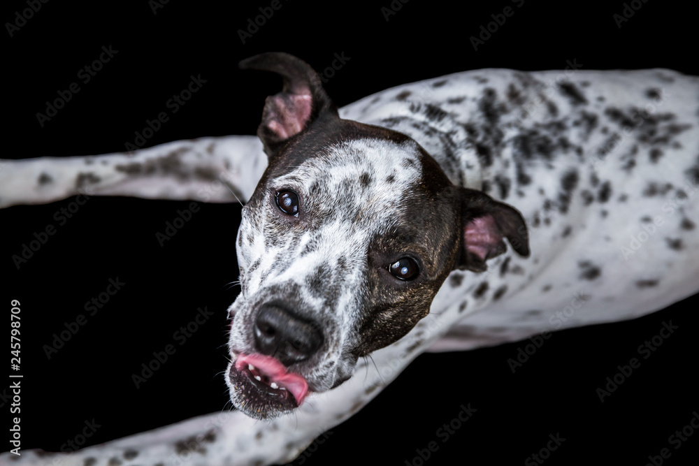 White and Black Spotted Dog with Tongue Sticking Out