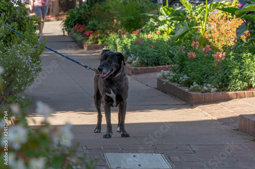 Walking a black dog