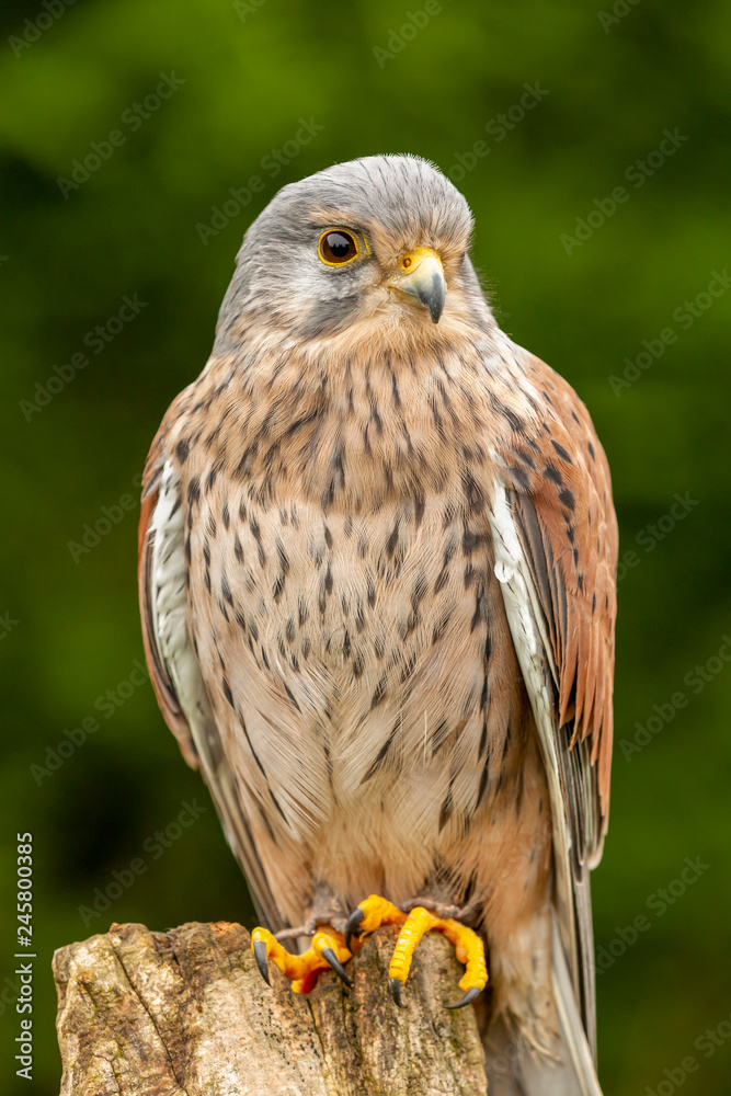 Obraz premium Young kestrel sat close up