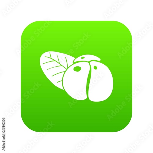 Ephedra icon green vector isolated on white background photo