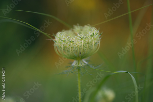 closeup of Queen Anne's Lace flowers photo