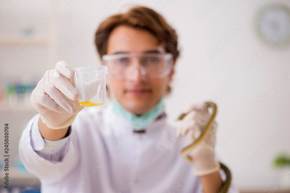 Male scientist extracting poison from snake for drug synthesis Male scientist extracting poison from snake for drug synthesis