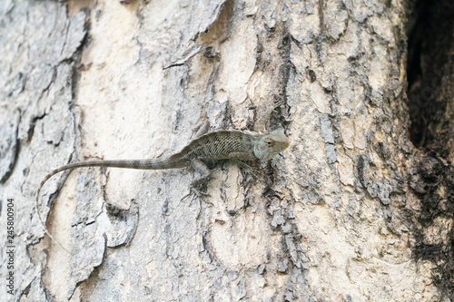 lizard on a tree