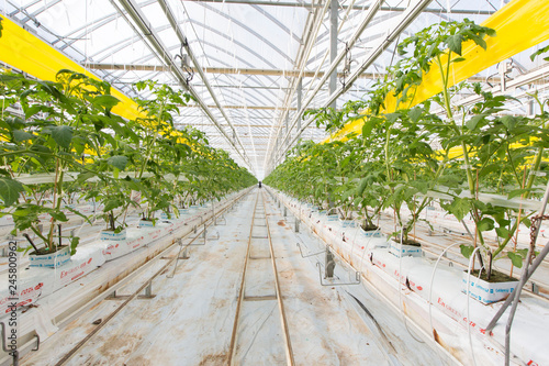 Greenhouse tomato farming